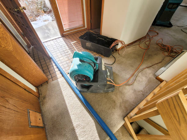 Best Water damage cleanup near me  in Plano, KY
